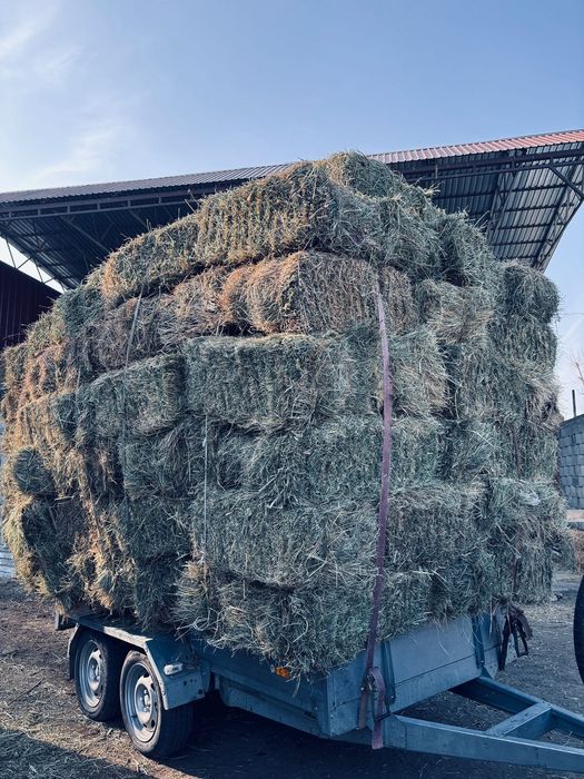 Шоп сатылады (сено садовая)