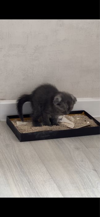 Котенок породы скоттиш фолд