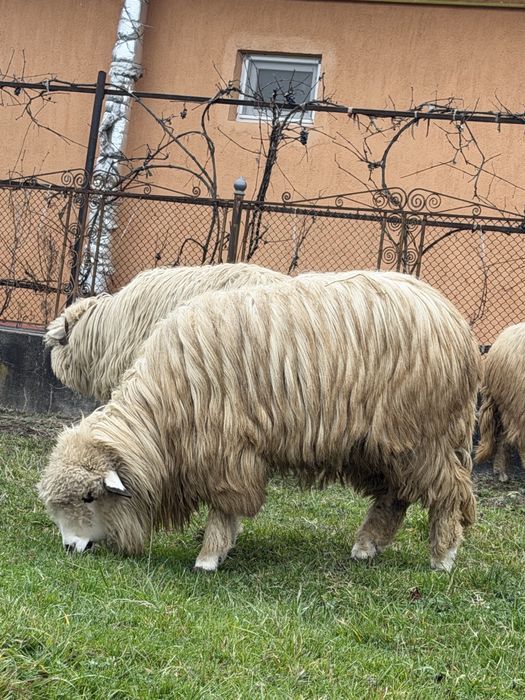 vand miele de anul acesta