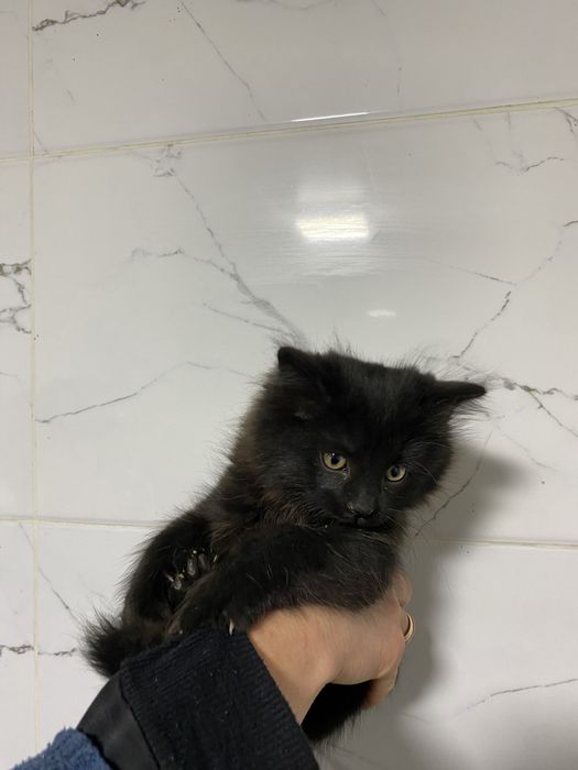 Продаются котята