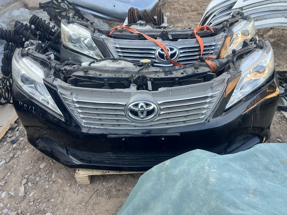 Камри миниморды нускаты