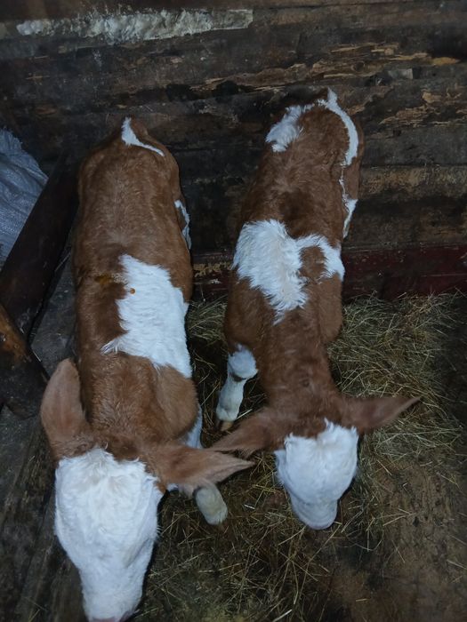 De vînzare 2 tăuraș