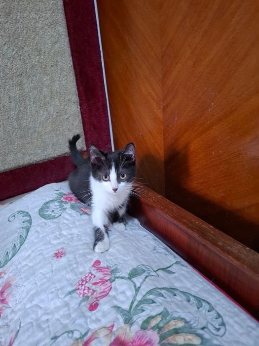 Отдам в добрые руки котят,1.5 мес