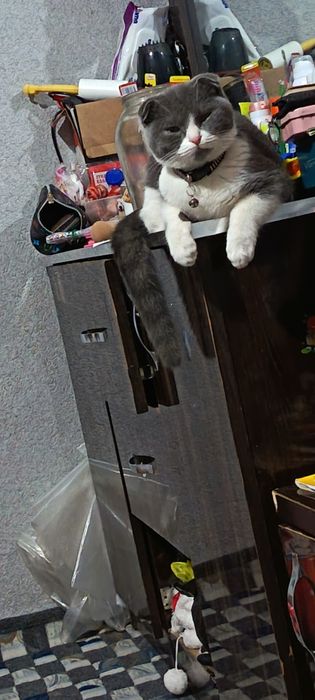 Sotiladi yow erkak mushuk arzonga beraman