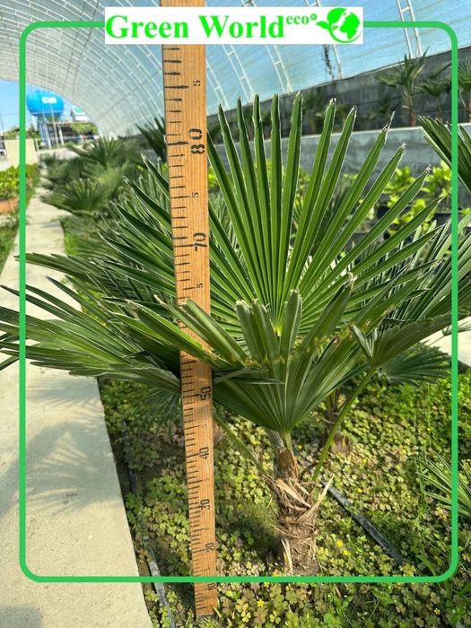 Trachycarpus Wagnerianus