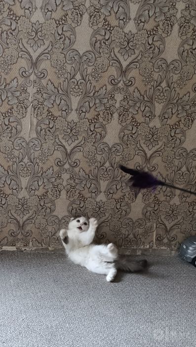 Продам вислоуха котёнка
