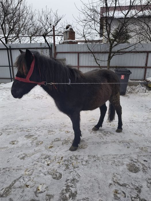 Vând poneita tanara