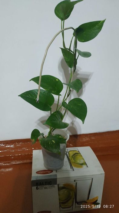 Эпипремнум перистый(золотистый)