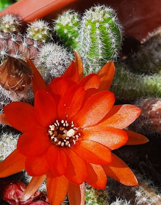 Cactus cu floare roșie , "echinopsis camaecereus ",