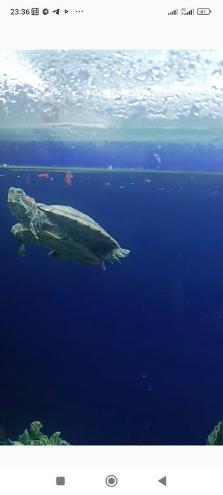 Qizilquloq toshbaqasi