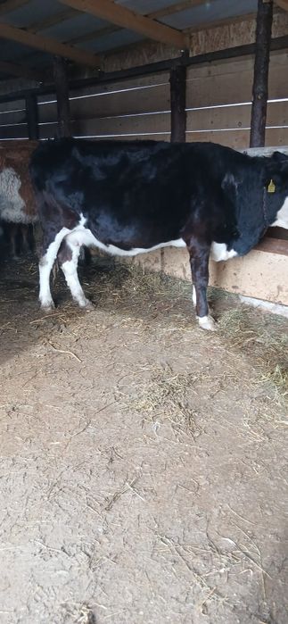 Vând vaca baltata românească