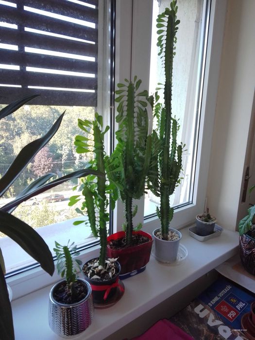 plante pentru locuinta