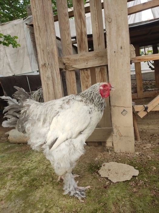 Tuxum Damashniy sifatli tuxumlar yangi