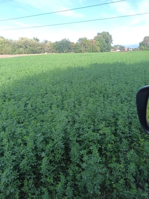 Vând baloți de lucernă, coasa 3,calitate superioară. Brașov Stupini.