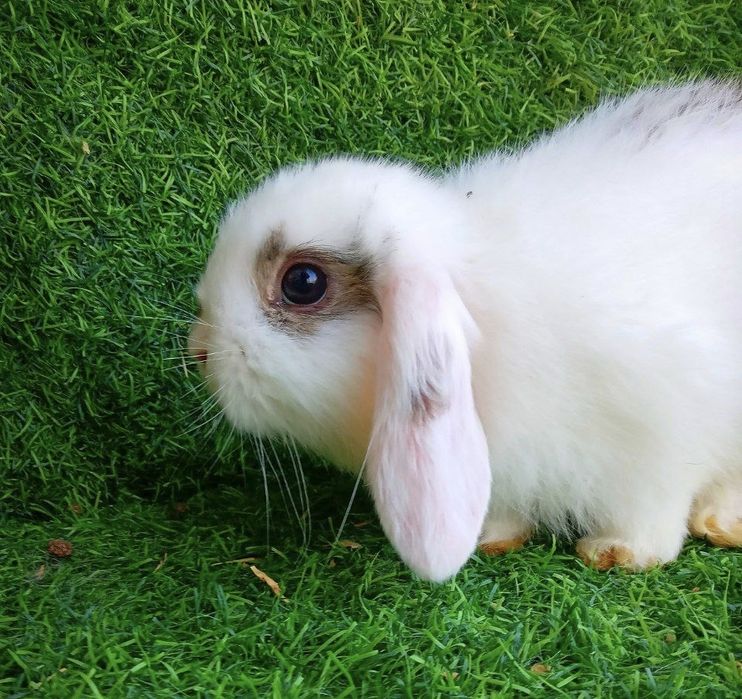 Karlik baran toza zot optom oganga kelishtiriladi