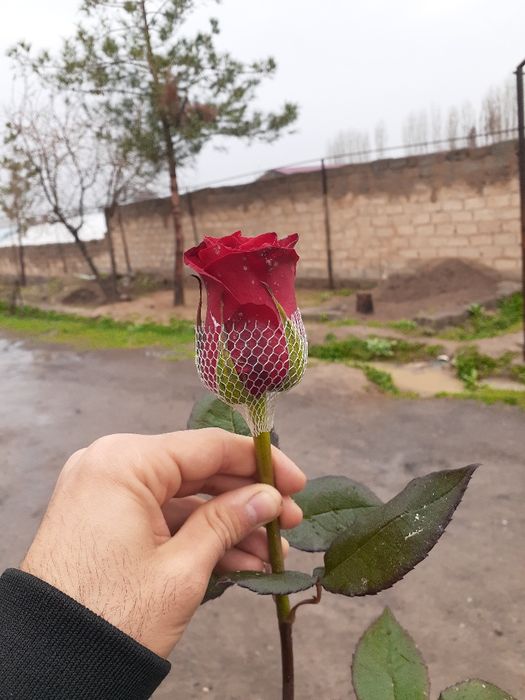 Explower Atirgul ko'z ko'chati sotamiz