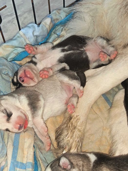 Щенки Сибирский Хаски