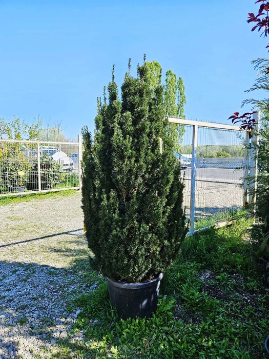 Cupressocyparis Leylandii
