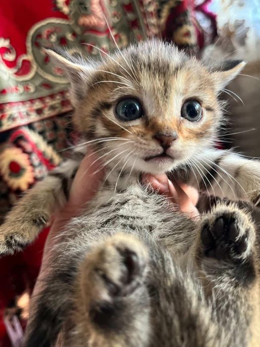 Parodniy sqotsh fold