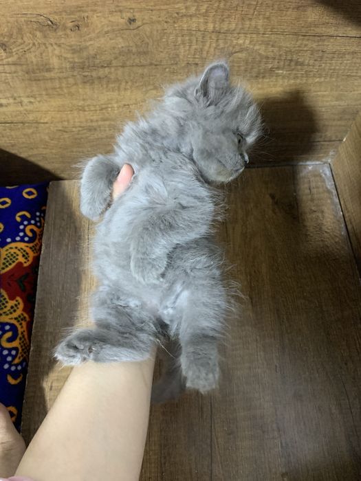 Mushuklar sotiladi Skotish fold