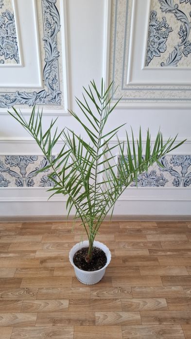 Продам пальму высота 1.22см