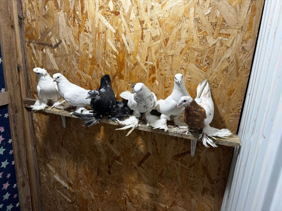 Продам голуби разный парода