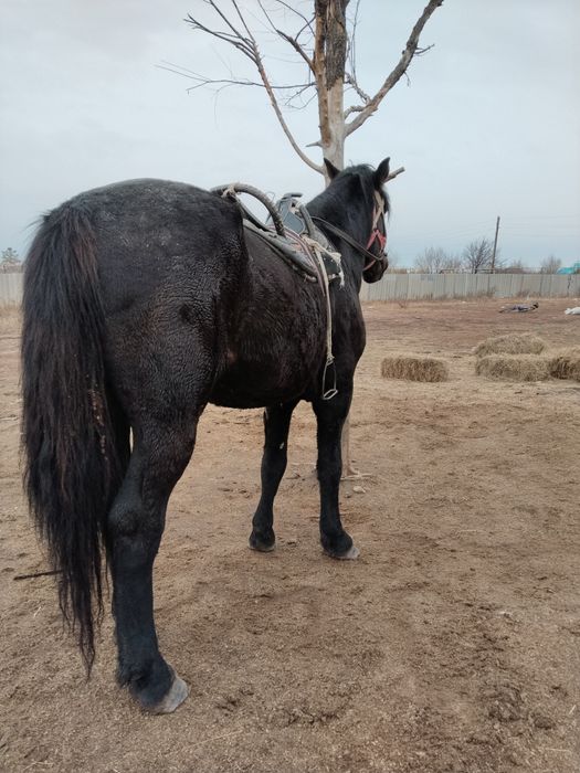 Айғыр сатылады полутяж