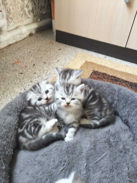 Котята, в хорошие руки