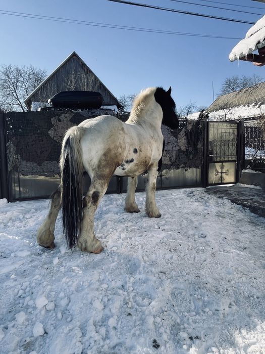 Armasar de monta,posibil si de vanzare