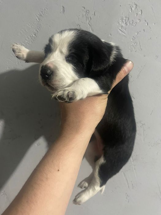 Продам щенков в хорошие руки