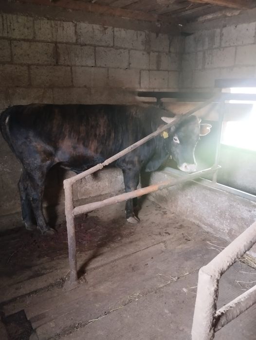 Продам Крупного жирного быка