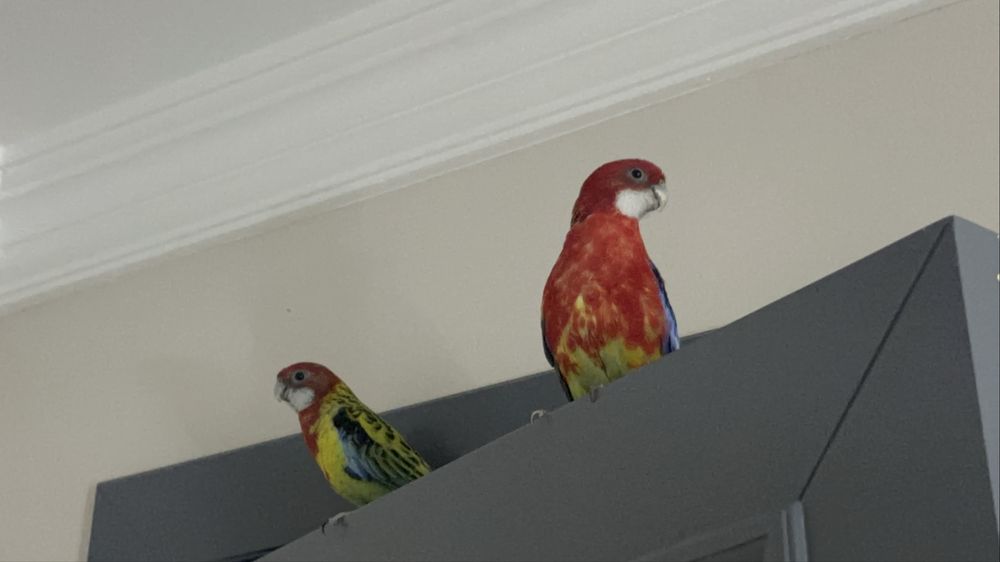 Одна пара розеллы