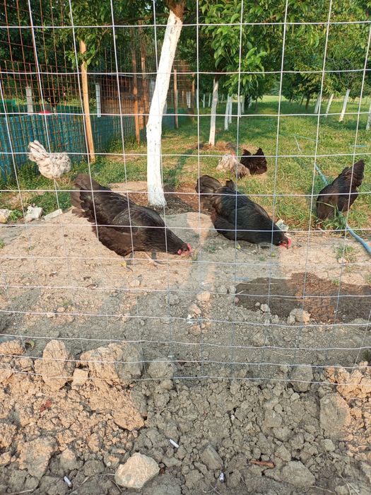 Gaini Australorp