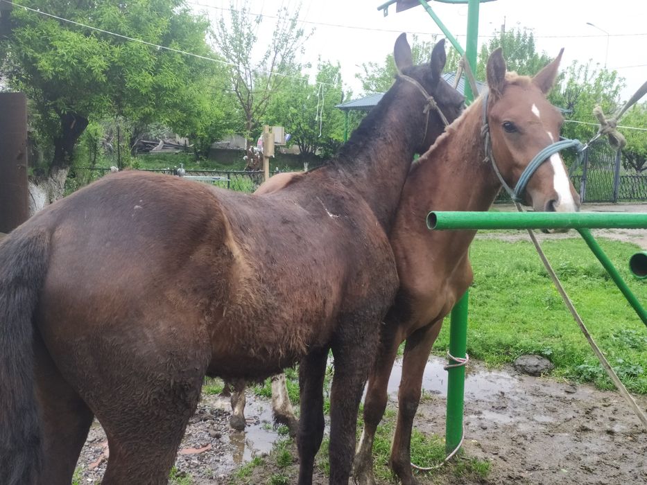 2 жасар Кунандар Сатылады