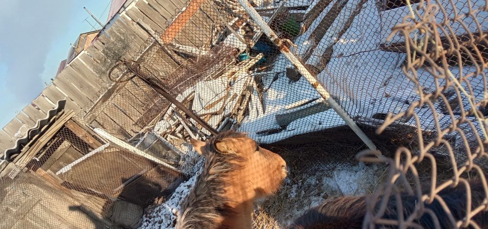 Продам жабағы в семее