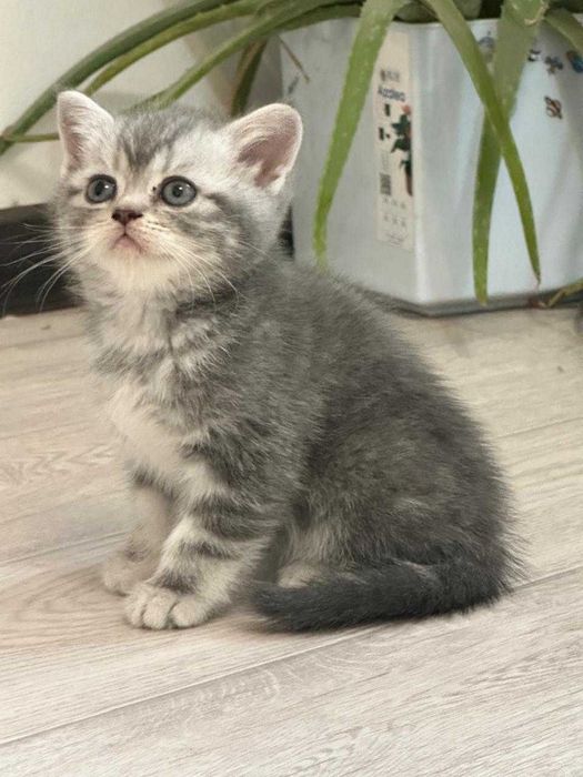 шотландские котята, вислоушки, остроушки