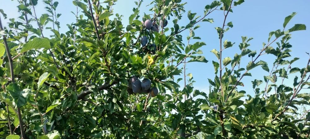Prune de vanzare