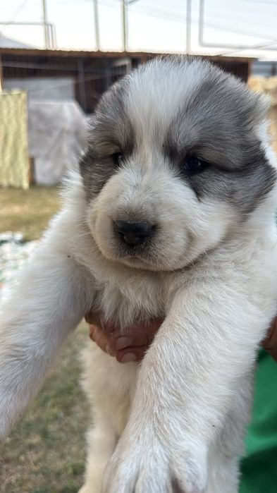 Продам щенков АЛАБАЯ!
