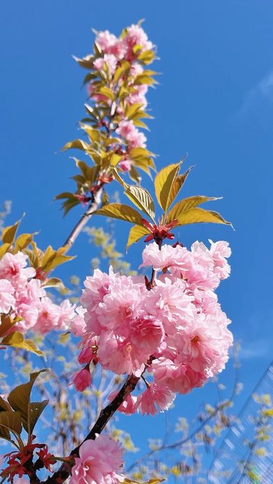 Японский Сакура сорт канзан