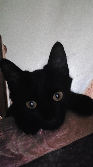 Отдам чёрного котёнка