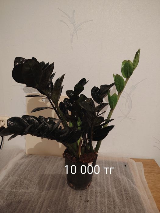 Продам комнатные цветы