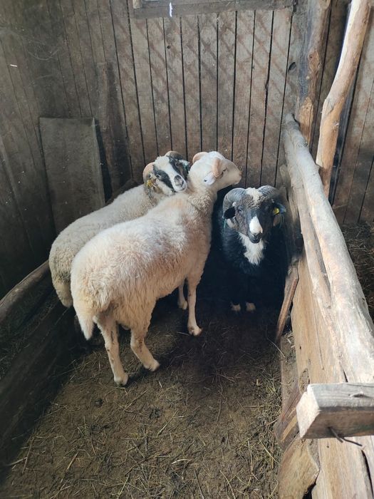 Бараны  на откорме