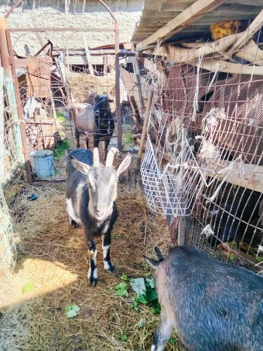Продам Альпийских коз