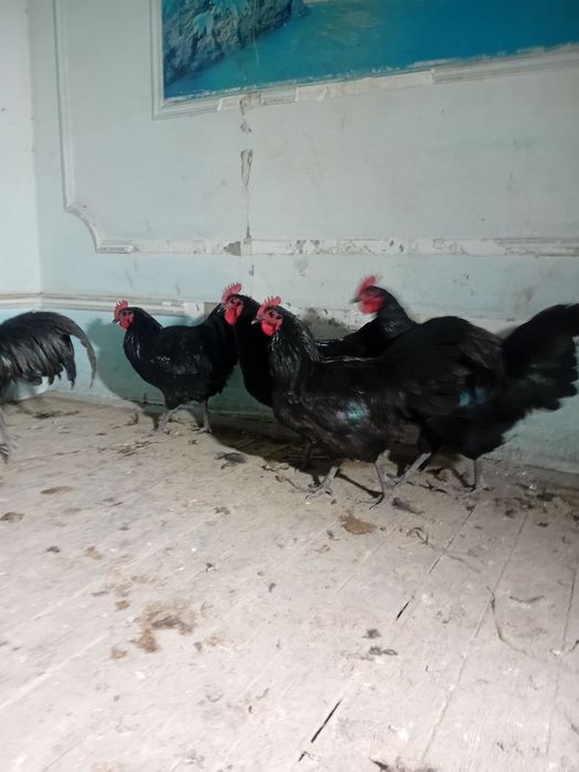 Товук скидка оптом нархга