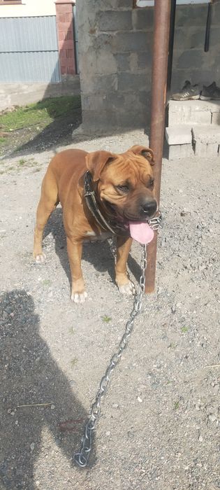 Продам немецкого баксера