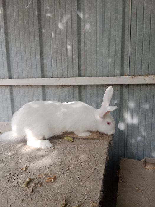 Кролики от 2 месяцев