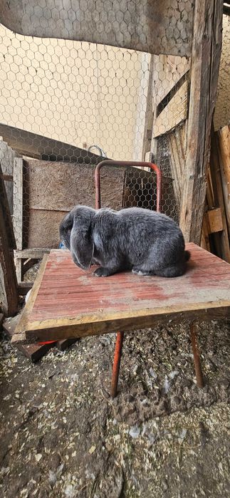 Mascul berbec german albastru