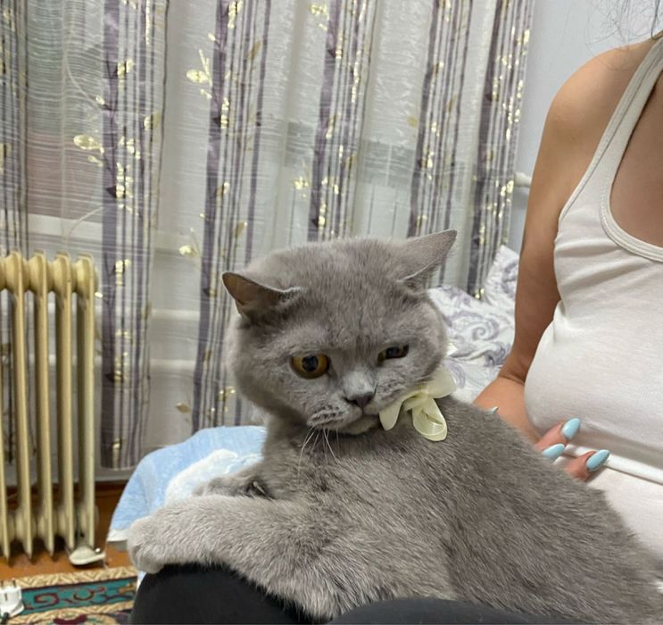 Отдадим исключительно в добрые руки