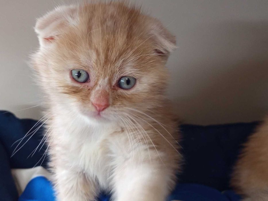 Шотландско клепоухо котенце