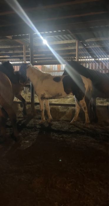 Жеребец Ала 4 года